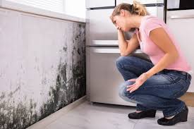 Best Mold Removal for HVAC Installations  in Rankin, PA